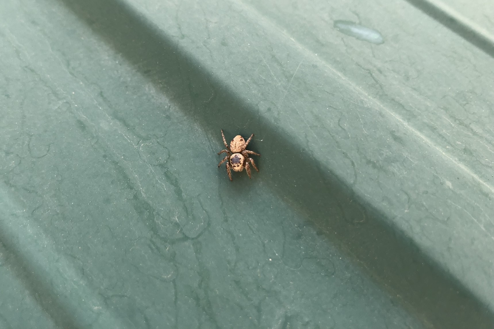 Salticidae da id